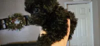 Ranger, a male Poodle - Toy  for sale in Elgin, OK – Photo 2 of 4