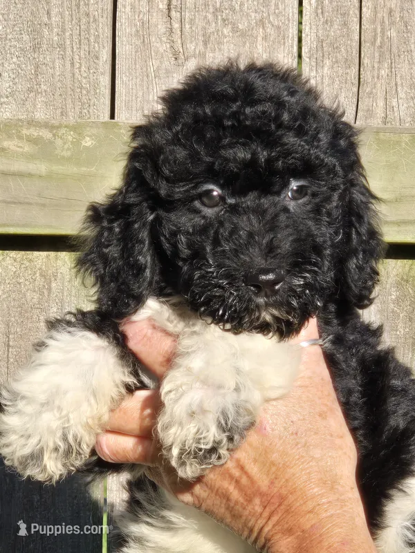 Pepe – Poodle - Standard  puppy for sale in Rock Island, IL