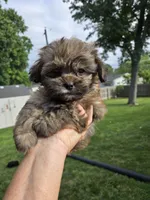 Cinnamon , a male Shihpoo for sale in Rock Island, IL – 5 of 6