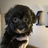 Buddy, a male Shihpoo for sale in Elgin, OK – Photo 4 of 4