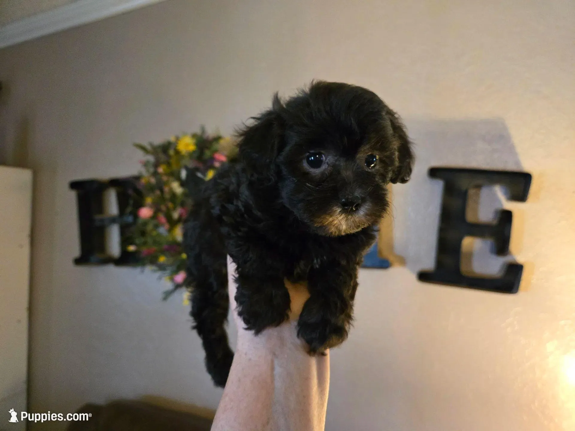 Buddy, a male Shihpoo for sale in Elgin, OK – Photo 3 of 4