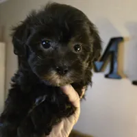 Buddy, a male Shihpoo for sale in Elgin, OK – Photo 2 of 4