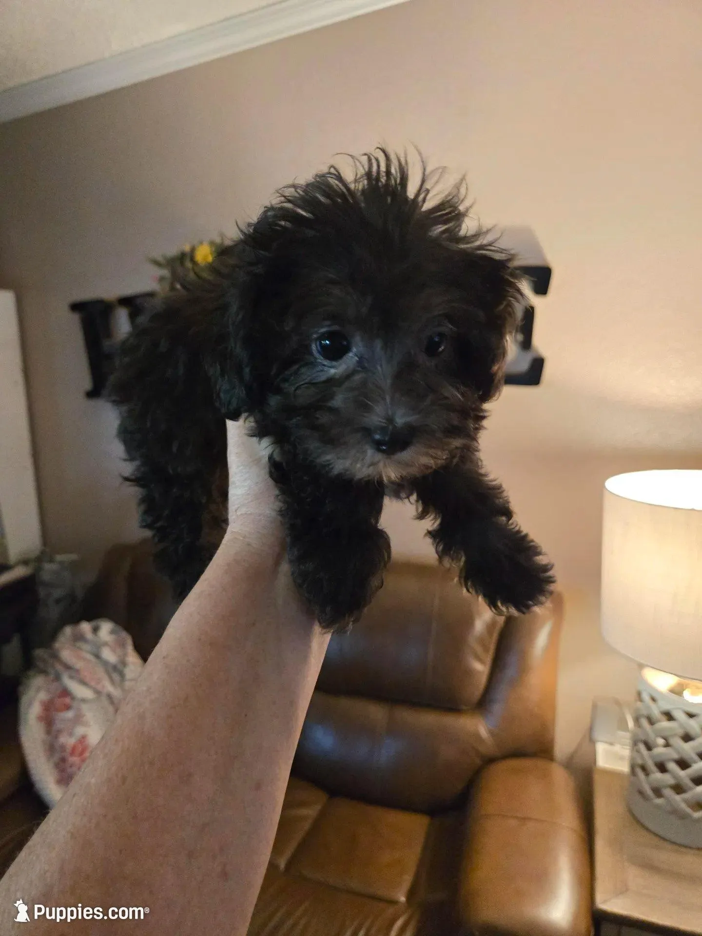 Buddy – Shihpoo puppy for sale in Elgin, OK