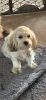 Bubbles, a female Shihpoo for sale in Elgin, OK – Photo 2 of 4