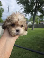 Tyson, a male Shihpoo for sale in Rock Island, IL – 2 of 8