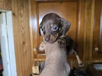 Kahlua, a female Miniature Dachshund for sale in Rock Island, IL – 2 of 2