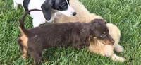 Cocoa, a female Miniature Dachshund for sale in Rock Island, IL – 2 of 3