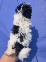 Tyson, a male Shihpoo for sale in Rock Island, IL – 2 of 2