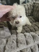 Cinnamon , a female Poodle - Toy  for sale in Rock Island, IL – 3 of 3