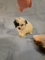Patches, a female Shihpoo for sale in Rock Island, IL – 4 of 4