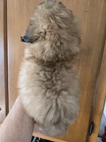 Rosebud, a female Shihpoo for sale in Rock Island, IL – 2 of 3