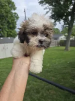 Harley, a male Shihpoo for sale in Rock Island, IL – 3 of 5