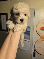 Cotton , a male Shihpoo for sale in Rock Island, IL – 3 of 4