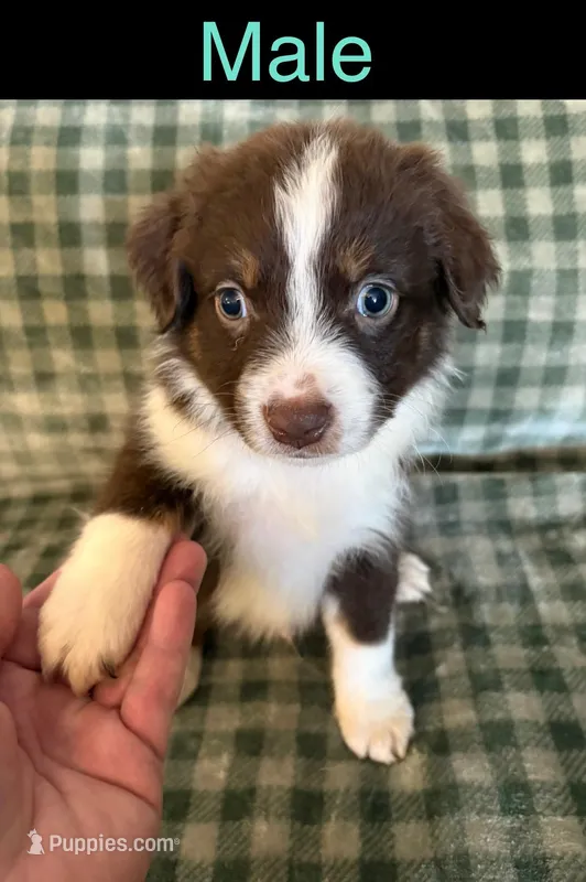 Jasper – Miniature Australian Shepherd puppy for sale in Elgin, OK