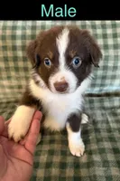 Jasper, a male Miniature Australian Shepherd for sale in Elgin, OK – 1 of 1