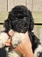 Pepe, a female Poodle - Standard  for sale in Rock Island, IL – 2 of 2