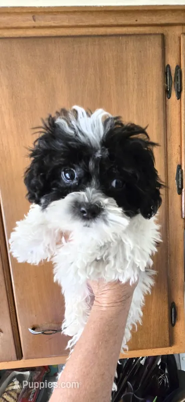 Brooklyn  – Shihpoo puppy for sale in Rock Island, IL