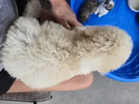 Titan, a male Poodle - Standard  for sale in Rock Island, IL – 4 of 8