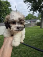 Harley, a male Shihpoo for sale in Rock Island, IL – 4 of 5