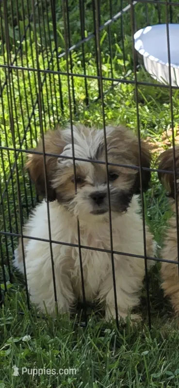 Harley – Shihpoo puppy for sale in Rock Island, IL