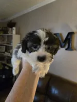 Tyson, a male Shihpoo for sale in Elgin, OK – Photo 1 of 4