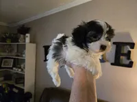 Tyson, a male Shihpoo for sale in Elgin, OK – Photo 2 of 4