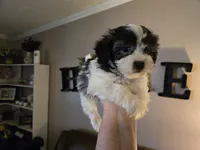 Tyson, a male Shihpoo for sale in Elgin, OK – Photo 3 of 4