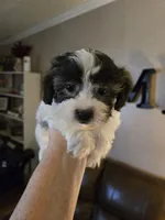 Tyson, a male Shihpoo for sale in Elgin, OK – Photo 4 of 4