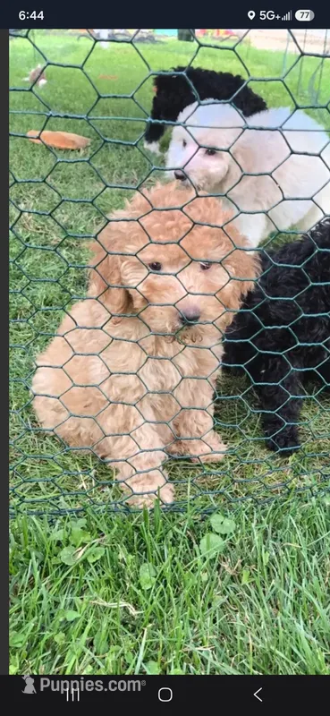 Cinnamon  – Poodle - Standard  puppy for sale in Rock Island, IL