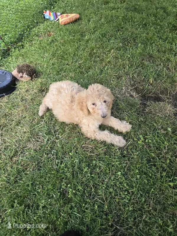 Bella – Poodle - Standard  puppy for sale in Rock Island, IL