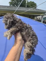 Harley, a male Poodle - Toy  for sale in Rock Island, IL – 2 of 2