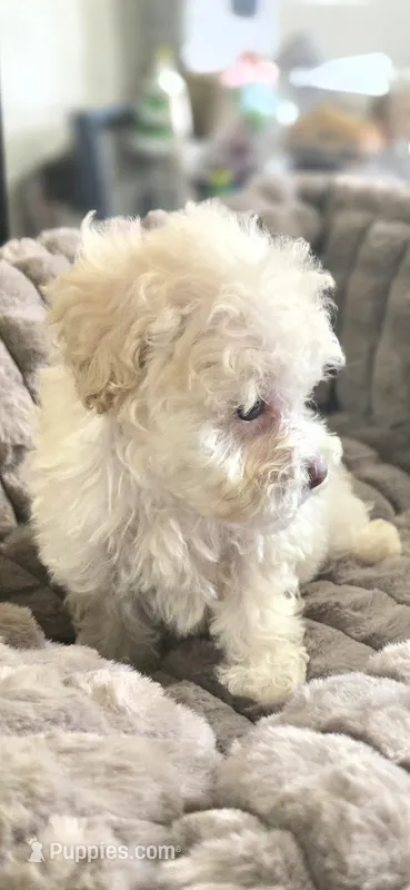 Kasper – Shihpoo puppy for sale in Rock Island, IL
