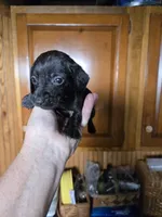 Jet, a male Miniature Dachshund for sale in Rock Island, IL – 2 of 2