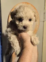 Kasper, a male Shihpoo for sale in Rock Island, IL – 4 of 4
