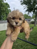 Joker, a male Shihpoo for sale in Rock Island, IL – 4 of 5