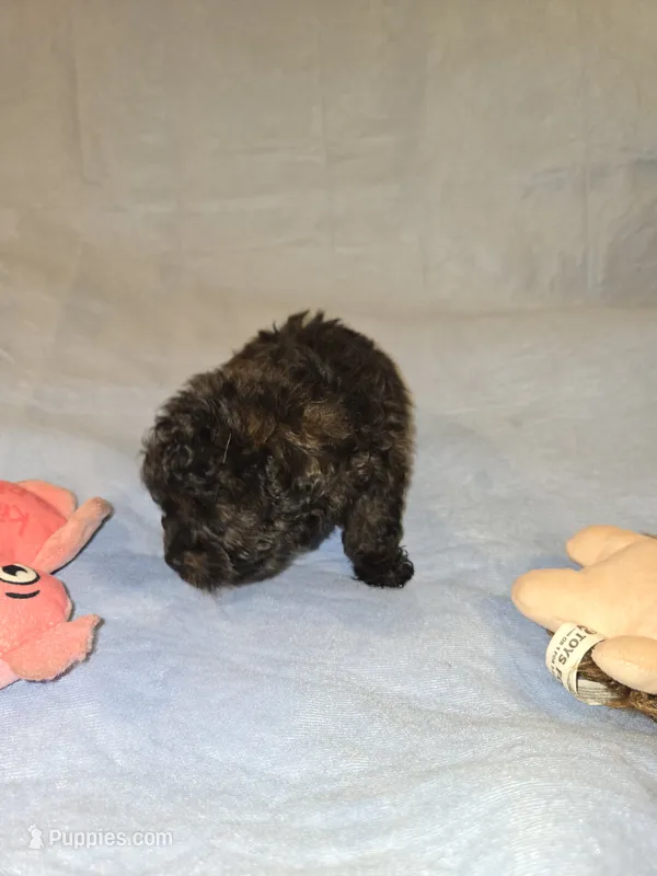 Cali – Shihpoo puppy for sale in Rock Island, IL