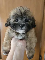 Rosebud, a female Shihpoo for sale in Rock Island, IL – 3 of 3