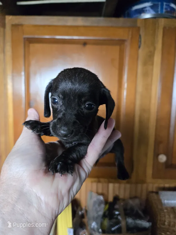 Jet – Miniature Dachshund puppy for sale in Rock Island, IL