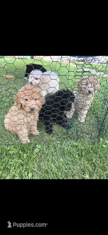 Cinnamon  – Poodle - Standard  puppy for sale in Rock Island, IL