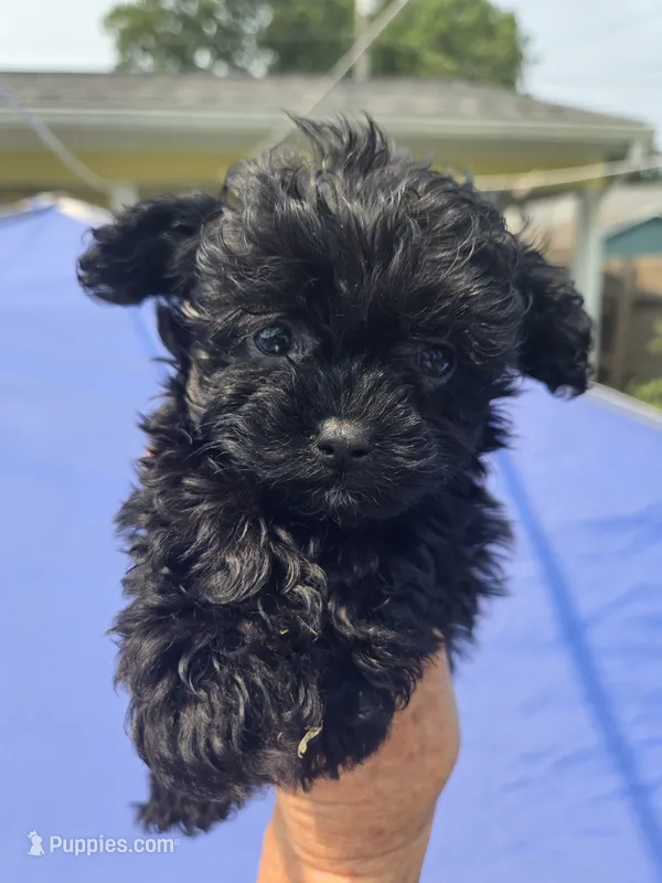 Onyx – Shihpoo puppy for sale in Rock Island, IL