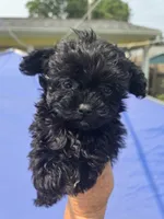 Onyx, a female Shihpoo for sale in Rock Island, IL – 1 of 2