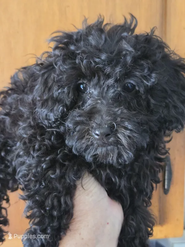 Dude – Poodle - Toy  puppy for sale in Rock Island, IL