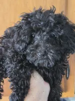 Jet, a male Poodle - Toy  for sale in Rock Island, IL – 8 of 10
