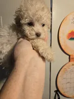 Bubbles, a female Shihpoo for sale in Rock Island, IL – 2 of 4