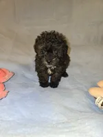 Cali, a female Shihpoo for sale in Rock Island, IL – 4 of 4