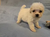 Muffin, a female Shihpoo for sale in Rock Island, IL – 3 of 4