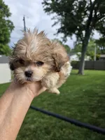 Tyson, a male Shihpoo for sale in Rock Island, IL – 3 of 8