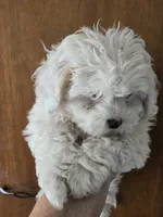 Lily, a female Shihpoo for sale in Rock Island, IL – 2 of 3