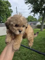 Joker, a male Shihpoo for sale in Rock Island, IL – 2 of 5