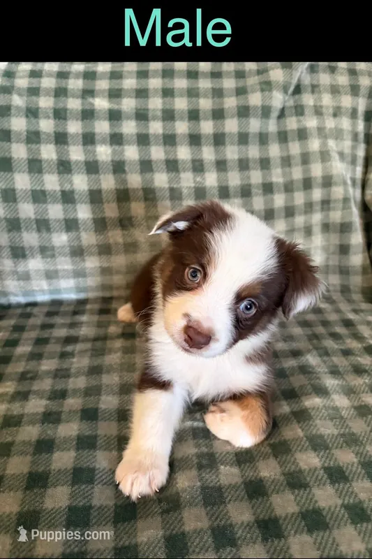 Harley  – Miniature Australian Shepherd puppy for sale in Elgin, OK